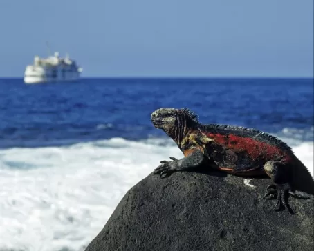 Marine Iguana with ship
