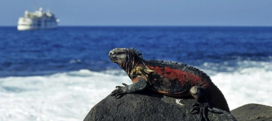 Marine Iguana with ship