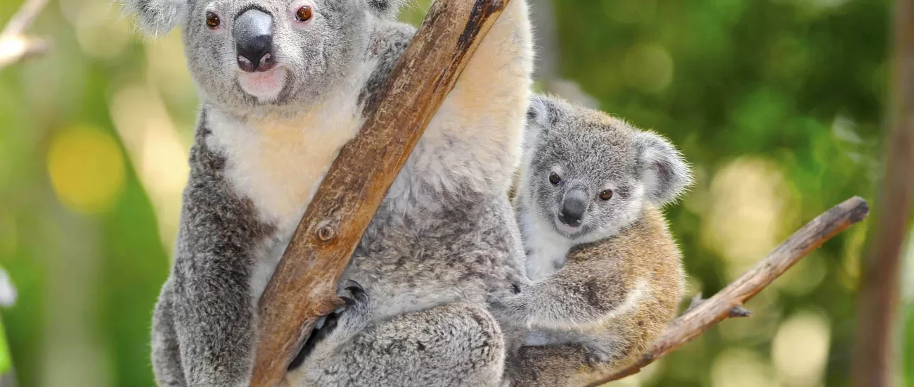 Australian koala bear with baby joey in eucalyptus tree