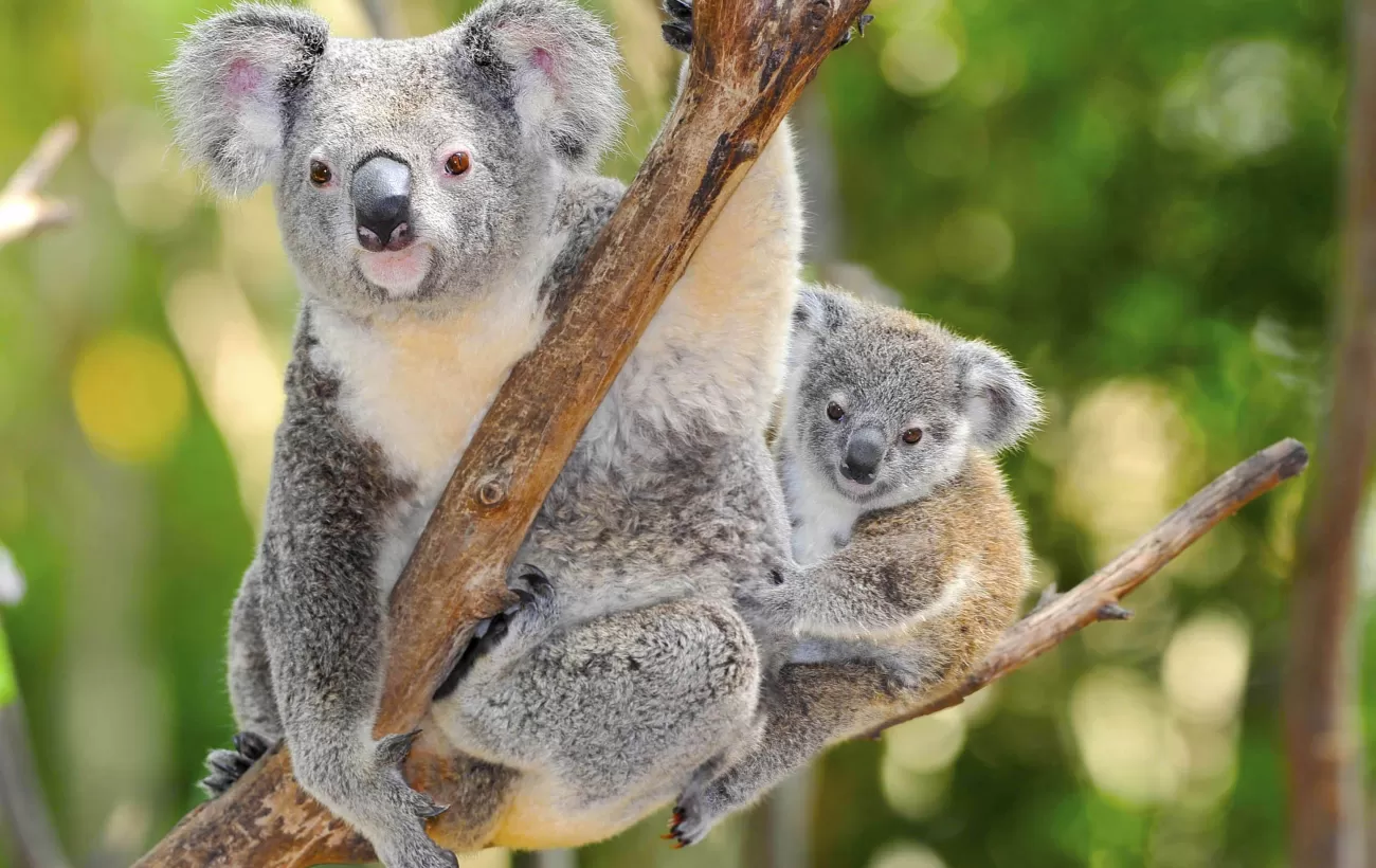 Australian koala bear with baby joey in eucalyptus tree