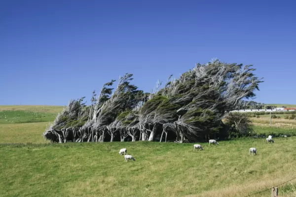 Windblown trees and sheep