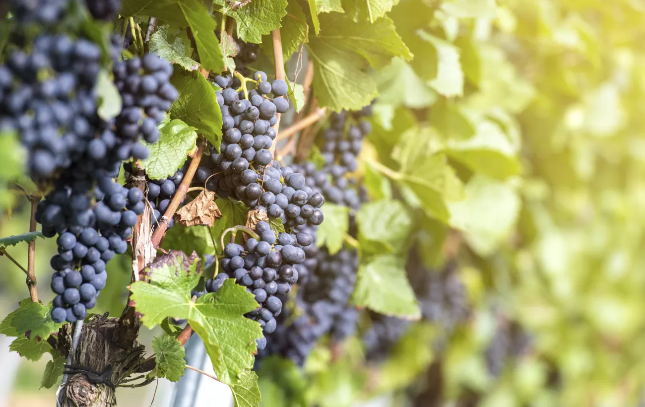 Touring the vineyards