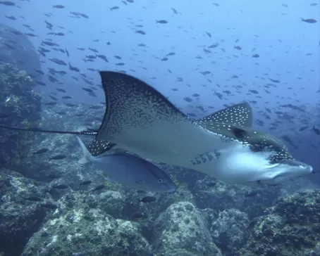 Ray swimming in the Galapagos