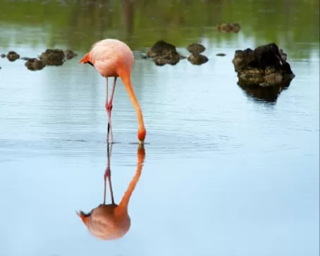 Flamingo wading in the water