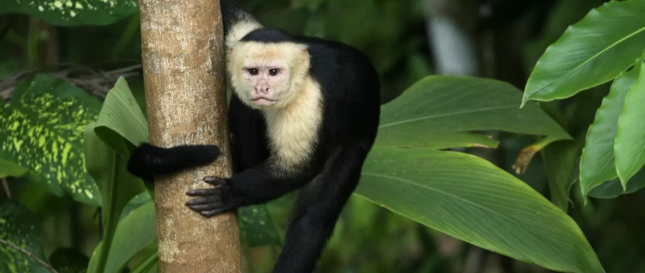 A monkey clings to the tree
