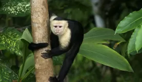 A monkey clings to the tree