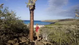 Large cactus