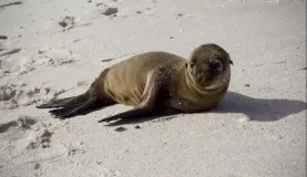 A baby sea lion