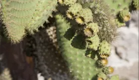 Cactus details