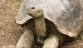 And, finally, a giant tortoise