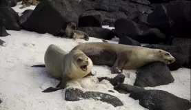 A mother and father sea lion get protective of their baby