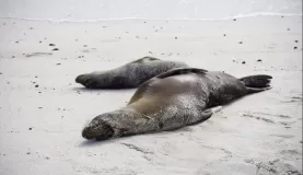Ever present, ever lazy