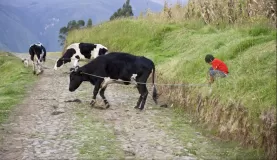 A resident of Karanki Magdalena completes his chores on the slopes