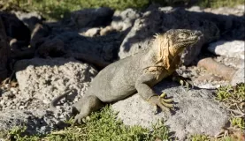 A land iguana