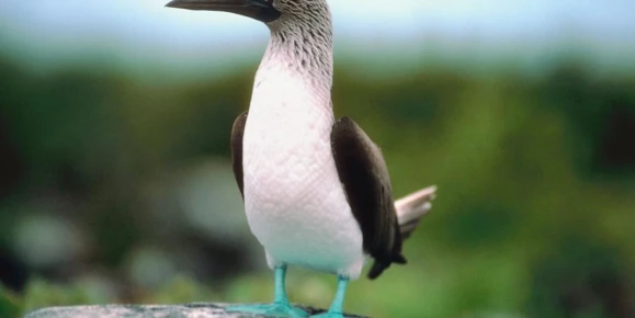 Blue footed booby