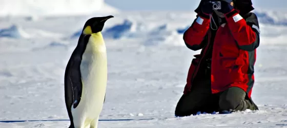Penguin photo opp in Antarctica