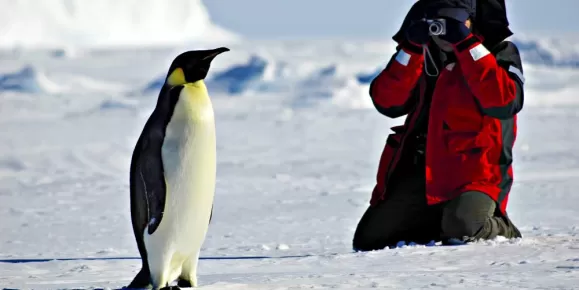 Penguin photo opp in Antarctica