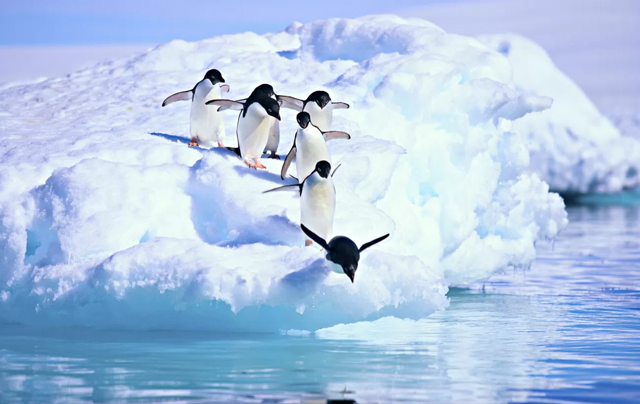 Antarctica Luxury Cruise - Flight Package on Hebridean Sky