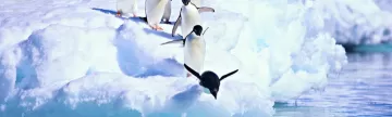 Penguin jump in Antarctica