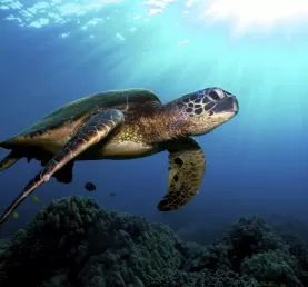 Turtle swimming along