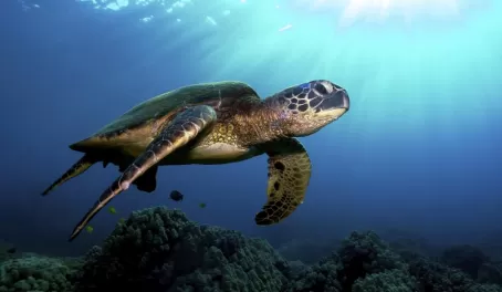 Turtle swimming along