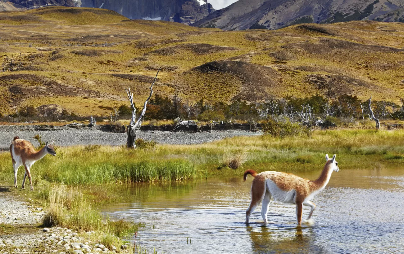 One Day in Torres del Paine National Park, Patagonia - SHORT GIRL