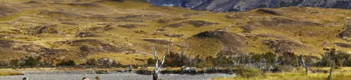 Guanacos in Torres del Paine