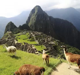 Llamas around Machu Picchu