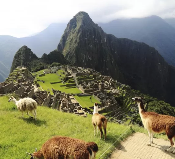 Llamas around Machu Picchu