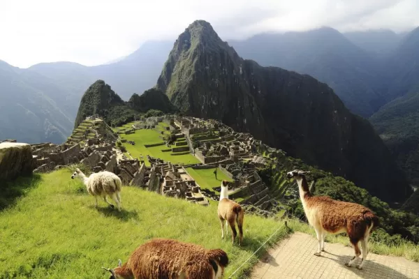 Llamas around Machu Picchu