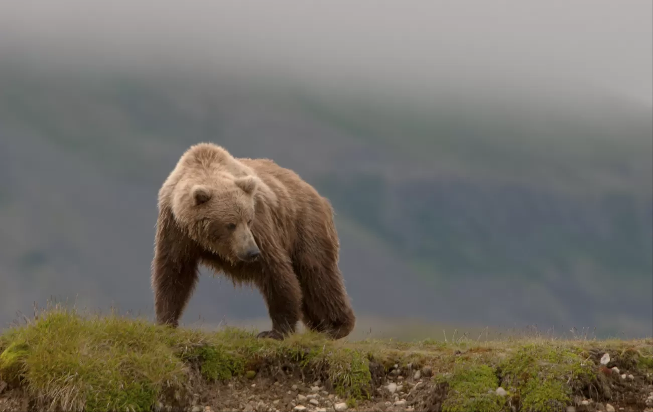 Wild grizzly bear
