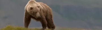 Wild grizzly bear