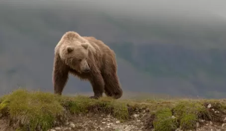 Wild grizzly bear