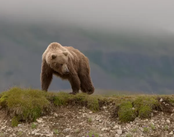 Wild grizzly bear