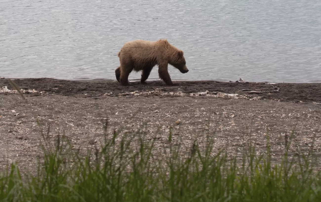 6 Top Nova Scotia Wildlife Viewing Tours & Trips for 20242025