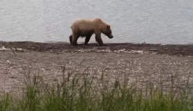 A grizzly walks along the shore of the Canadian wilderness