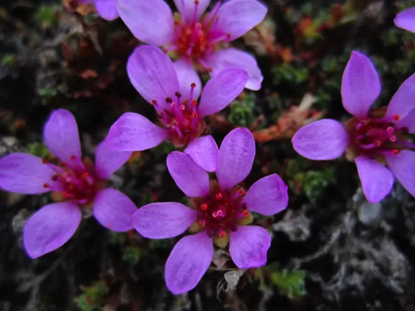 Beautiful Arctic flowers