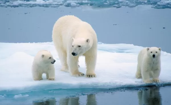 Three polar bears on an ice bank