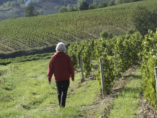 Walk through the vineyards of Europe