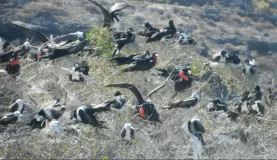 Frigate birds on Espiritu Island