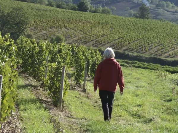 Walk through the vineyards of Europe