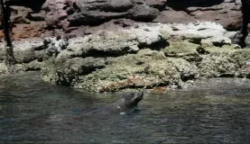 Snorkeling with sea lions in the Sea of Cortez