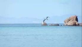 Blue footed booby on Espiritu Santo Island