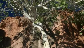 Tree in the desert on Espiritu Santo Island