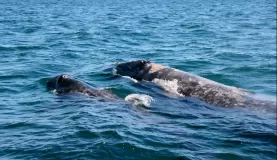 Mother and baby whale in Magdalena Bay