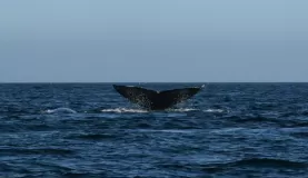 Whale watching in Magdalena Bay