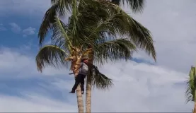 Cleaning up the palm trees in Mexico