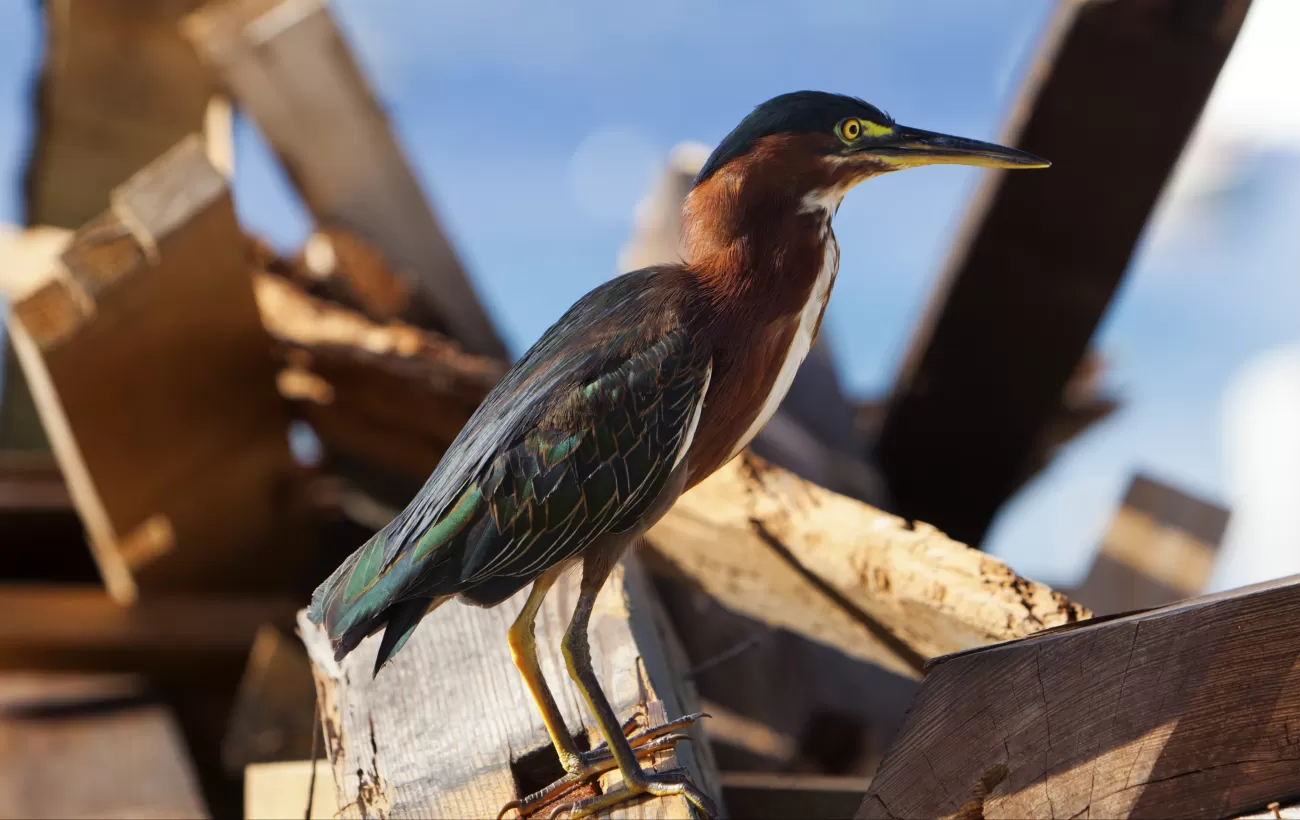A green heron found in the Caribbean