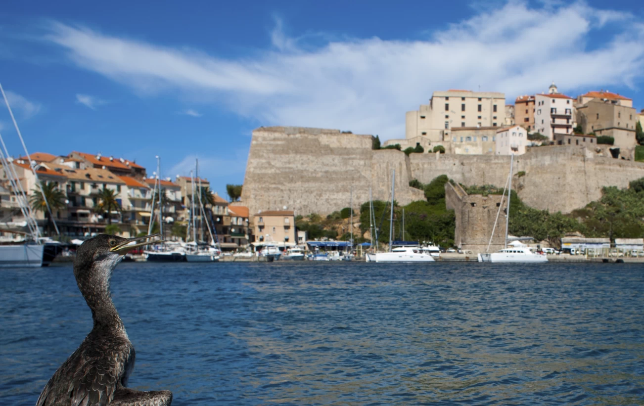 The medieval fortress of Calvi