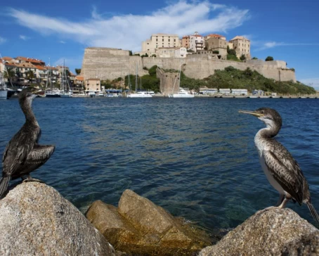 The medieval fortress of Calvi